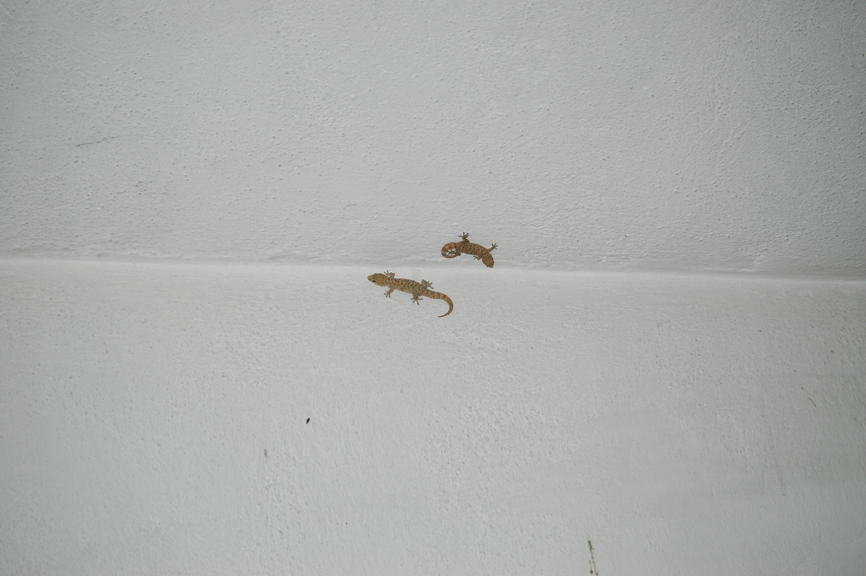 photos/wildlife/Reptile_Species/Lesvos 2006 0218.JPG